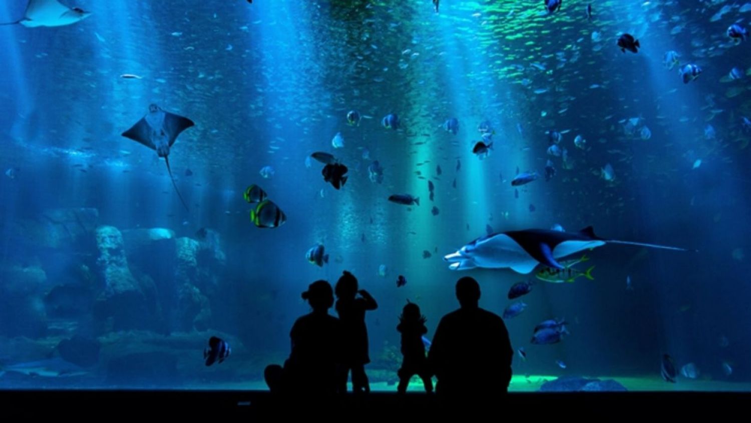 Aquarium Keeper Experience 