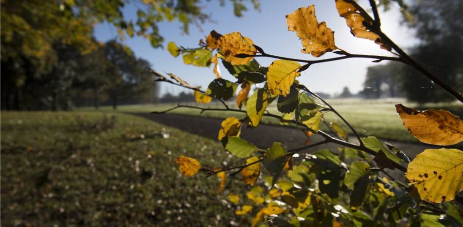 Moor Park Tree Planting - 11am - 1pm - 26/1/19