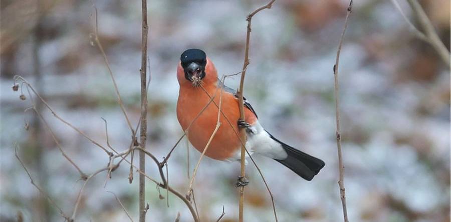 A Shot At Wildlife - St. Mary\'s Church - Preston - 7.30pm -9pm - 27/01/20