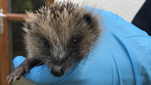 Mr. Prickles finds new home following rescue from drain