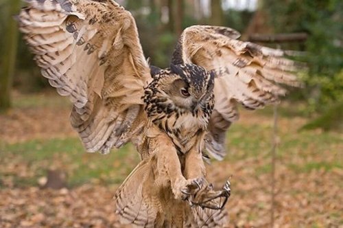 Turbary Woods Owl and Bird of Prey Sanctuary 